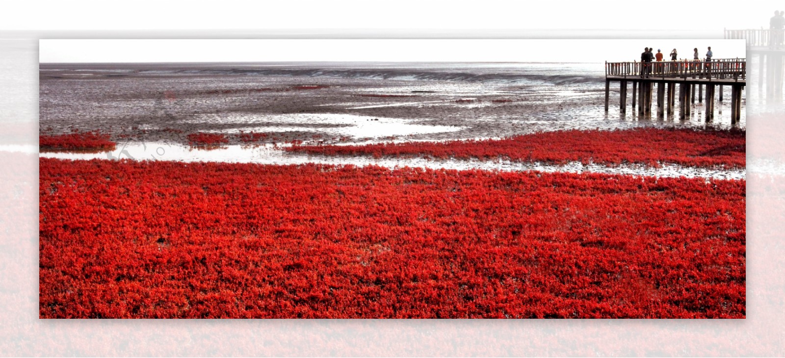 迷人的红海滩湿地图片