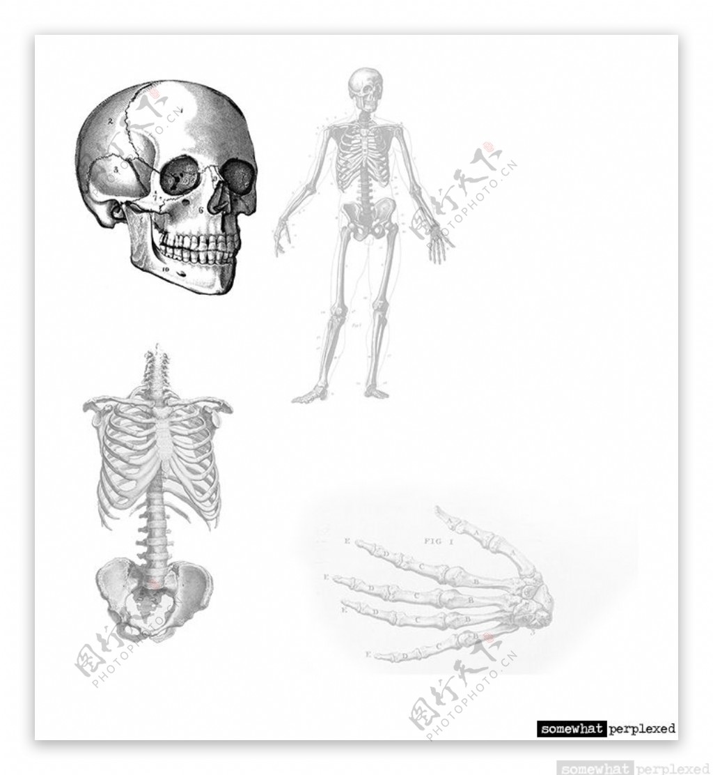 Photoshop骷髅人体骨骼笔刷abr