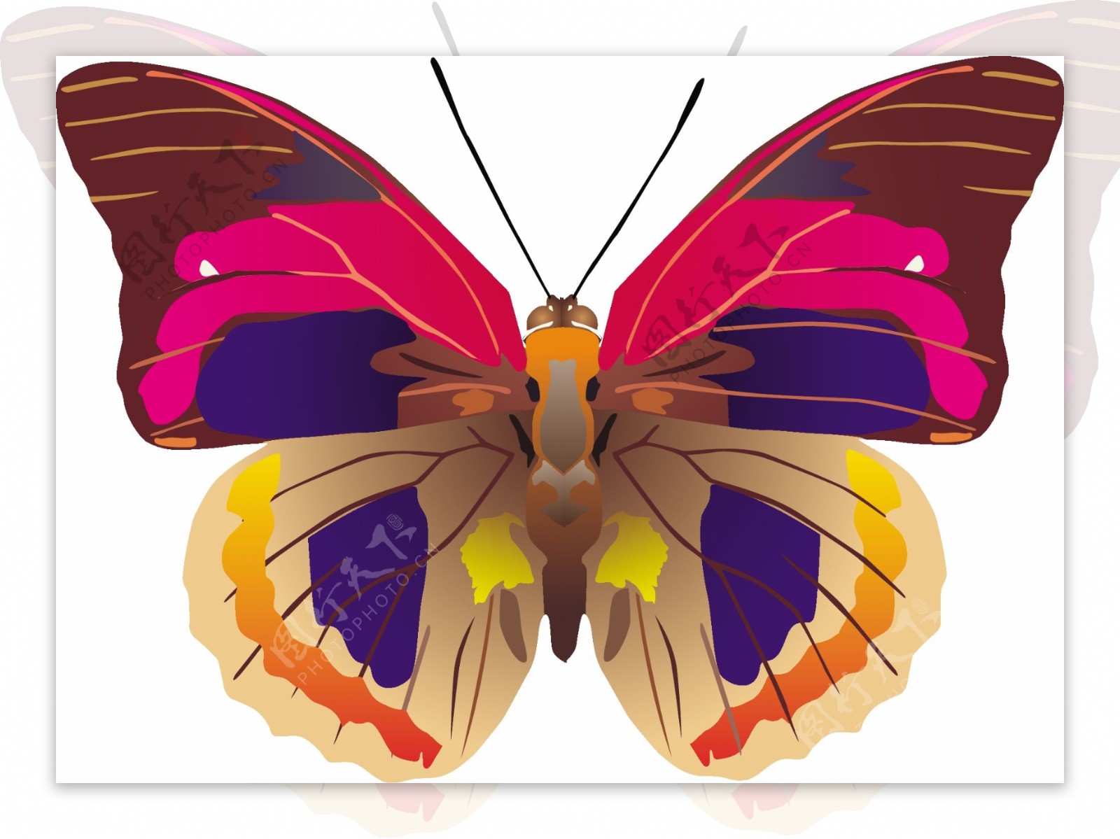 印花矢量图动物蝴蝶色彩五颜六色免费素材