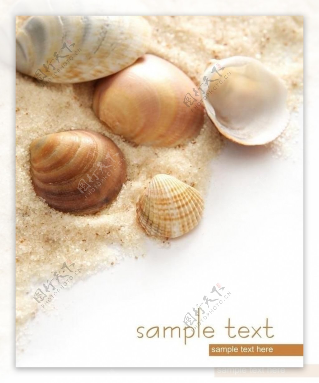 海滩沙子贝壳图片