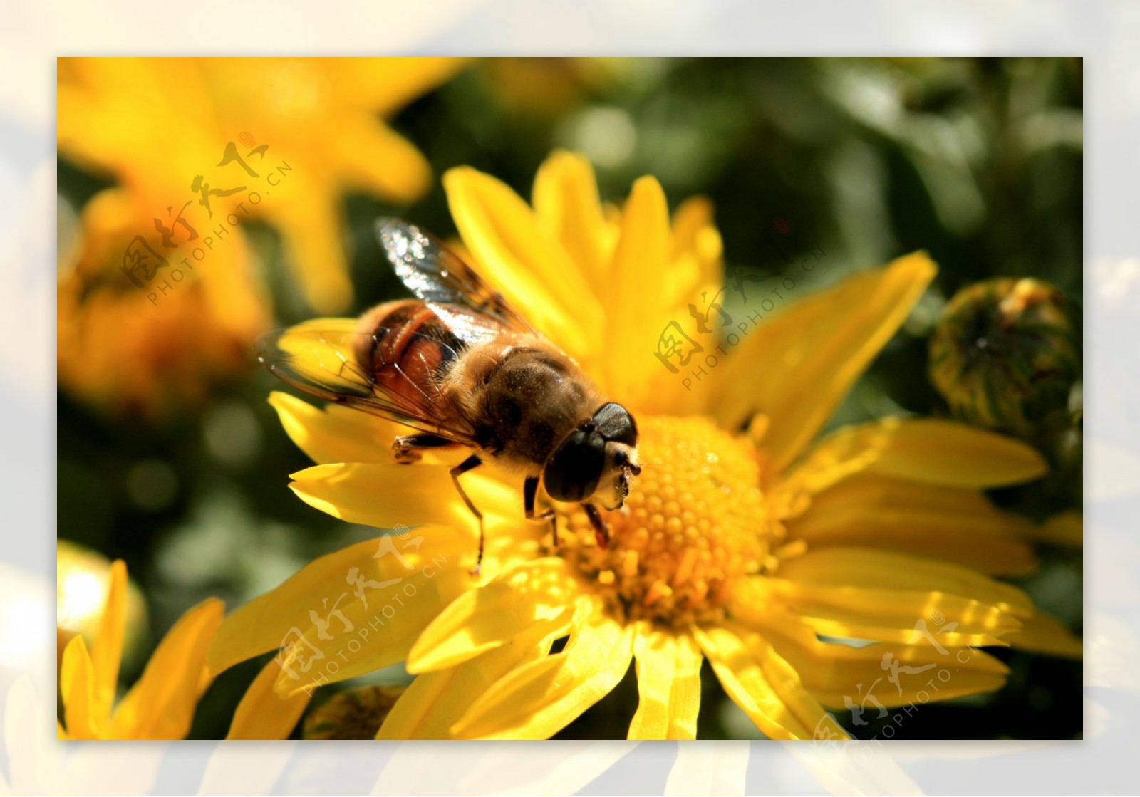 蜜蜂图片素材-编号26922228-图行天下