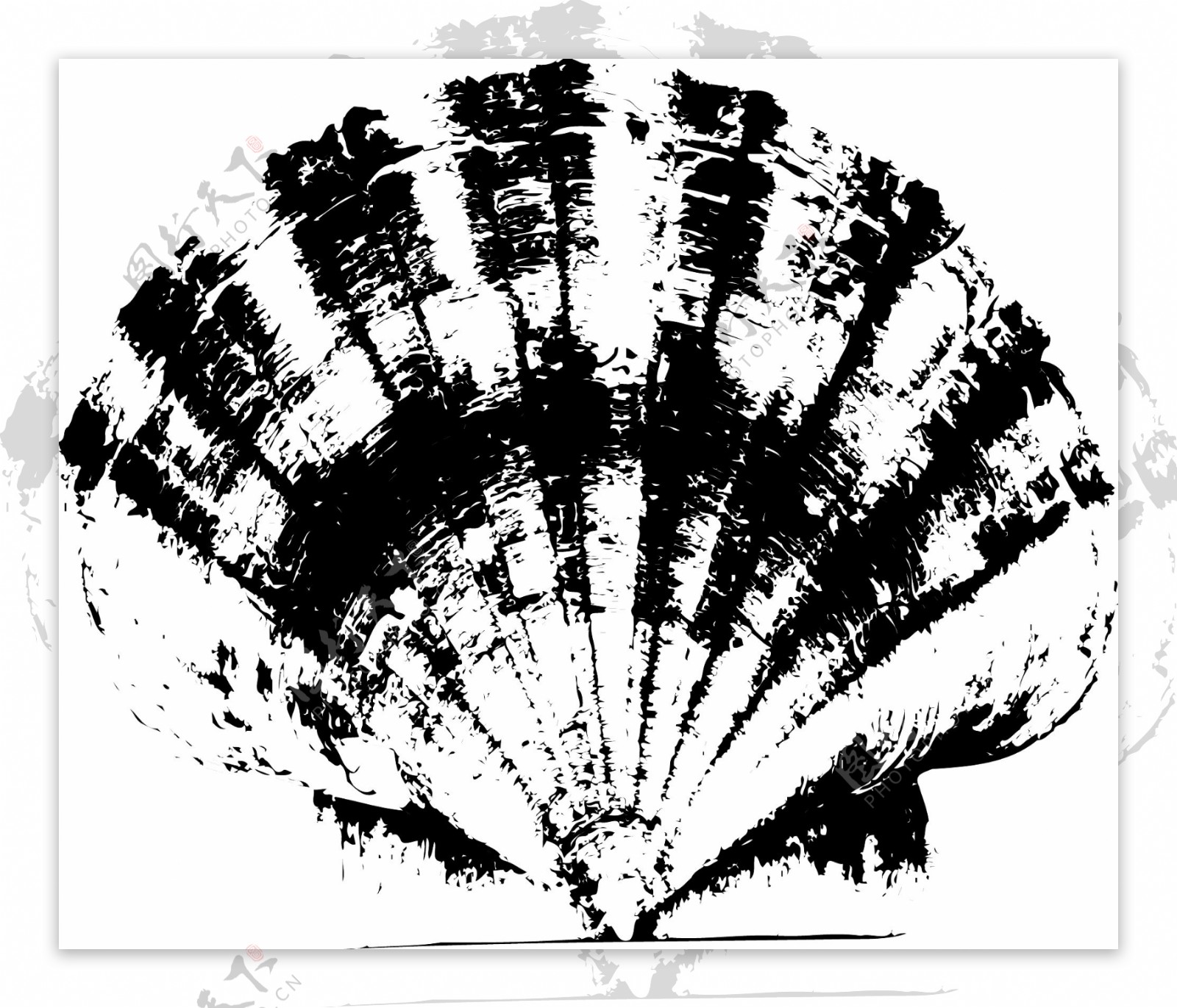 贝壳贝壳图片贝壳类拓印