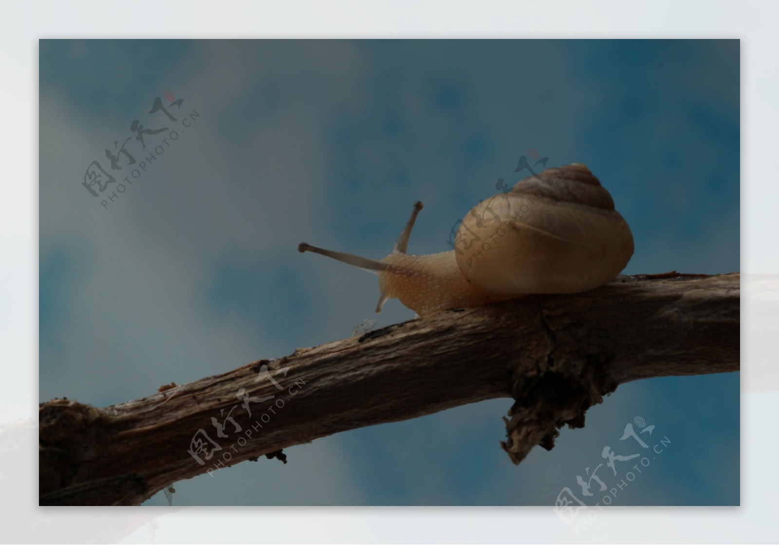【蜗牛图摄影图片】生态摄影_九九阳光_太平洋电脑网摄影部落