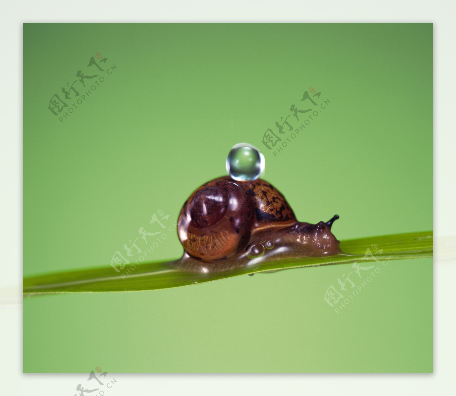 背着露珠的蜗牛图片