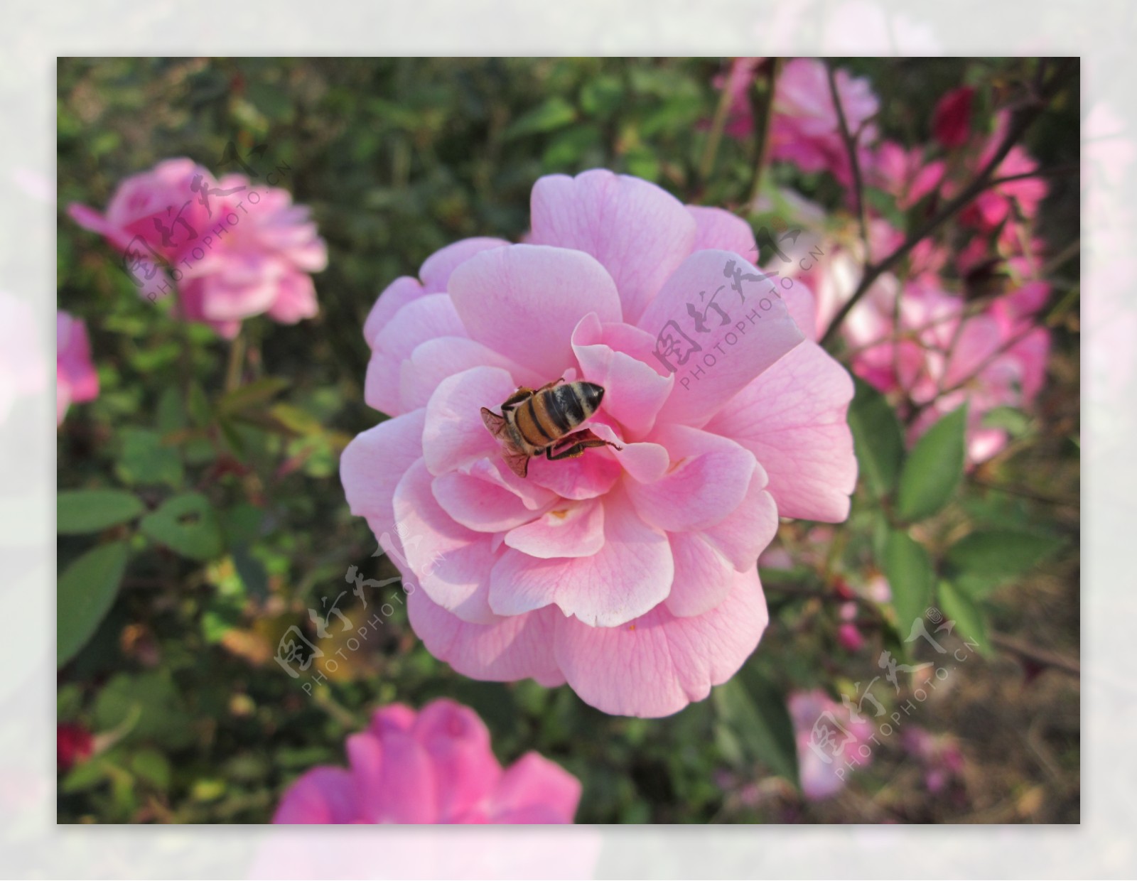 粉色玫瑰和蜜蜂图片