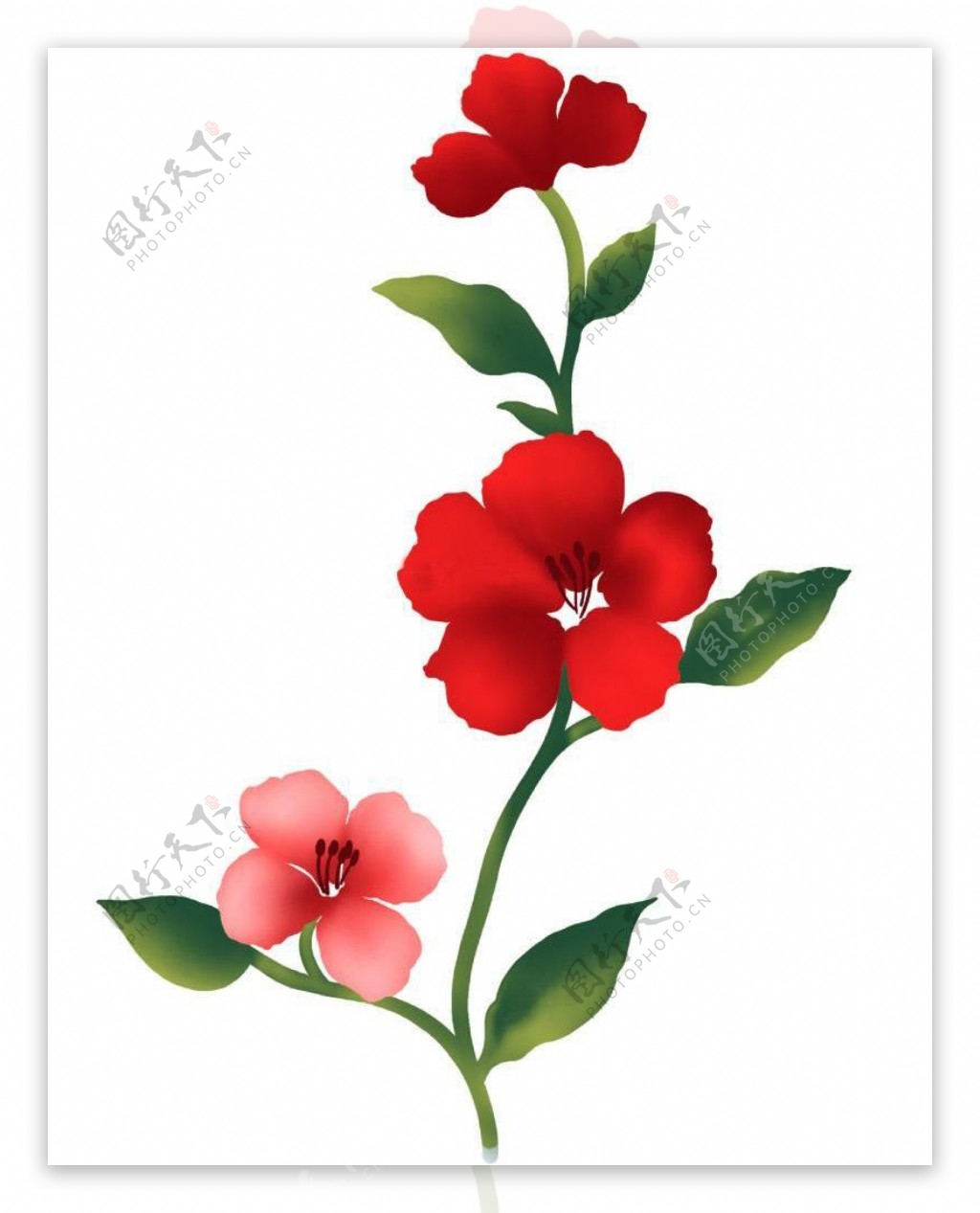位图植物花卉优雅植物色彩免费素材