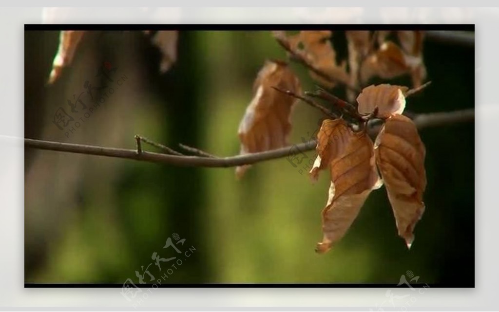 秋天树叶枯萎视频素材图片