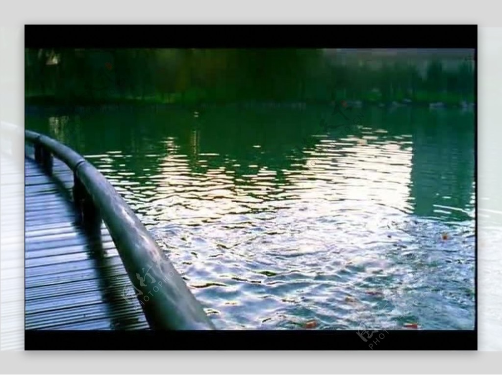 池水金鱼视频素材图片