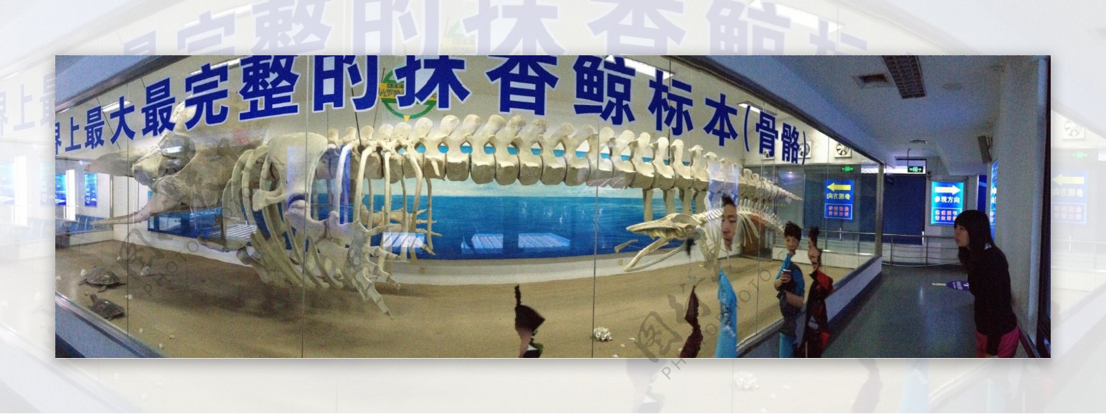 厦门海洋馆抹香鲸骨架图片
