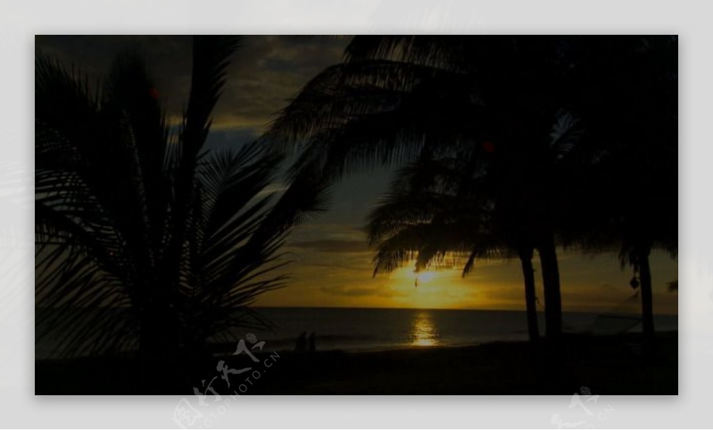 夕阳海岸椰树