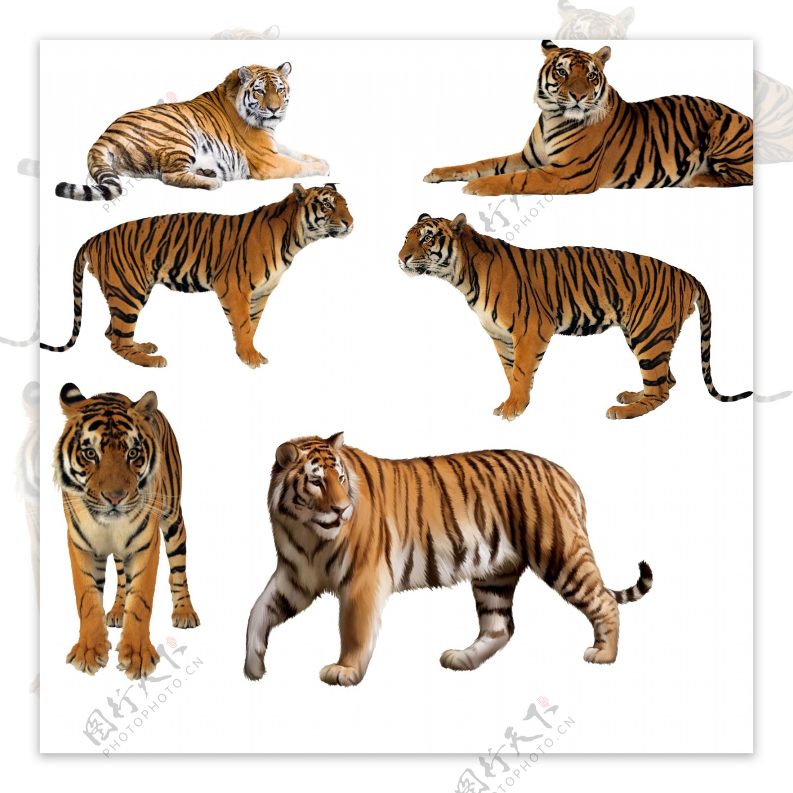 老虎动物素材图片分层PSD文件