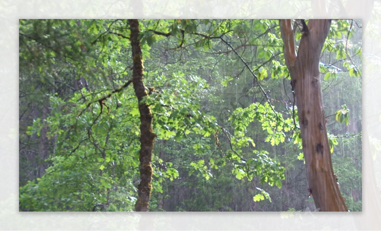 在阳光明媚的森林蓄积的视频片段雨视频免费下载