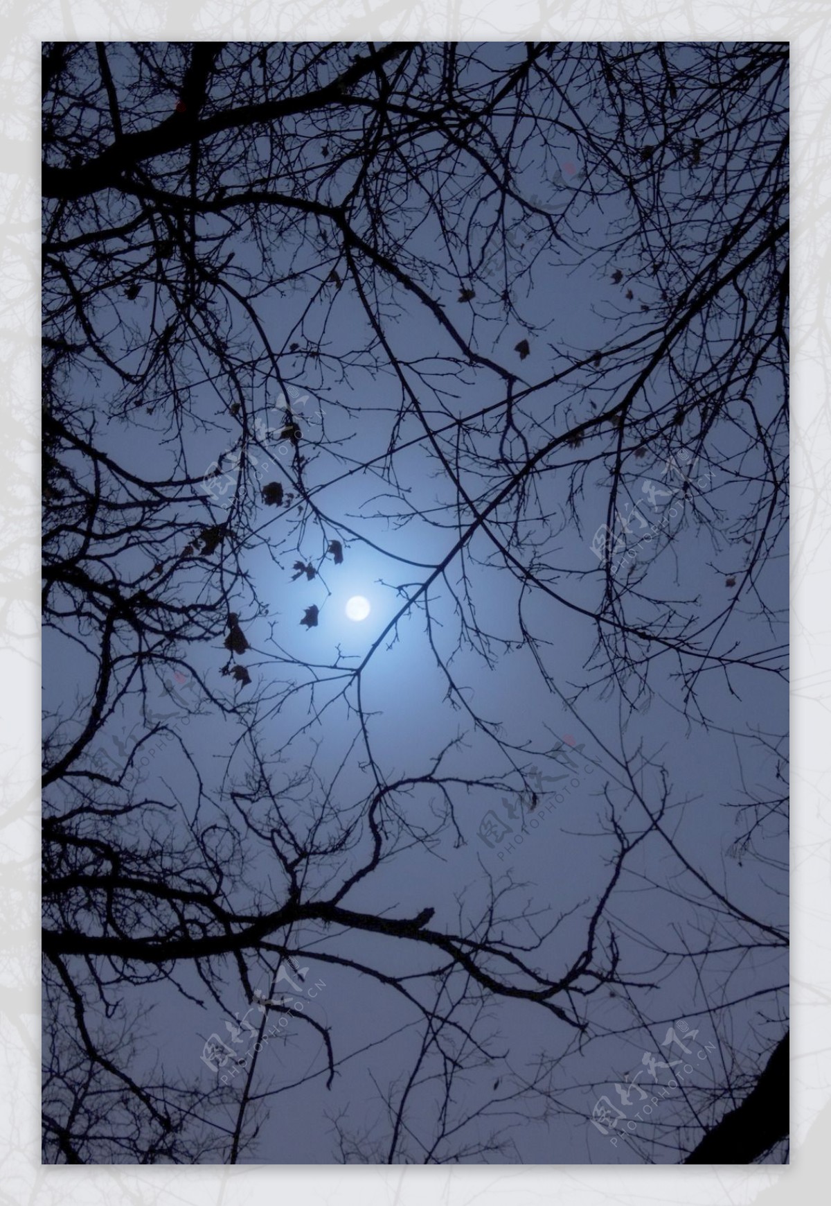 树枝在月圆之夜