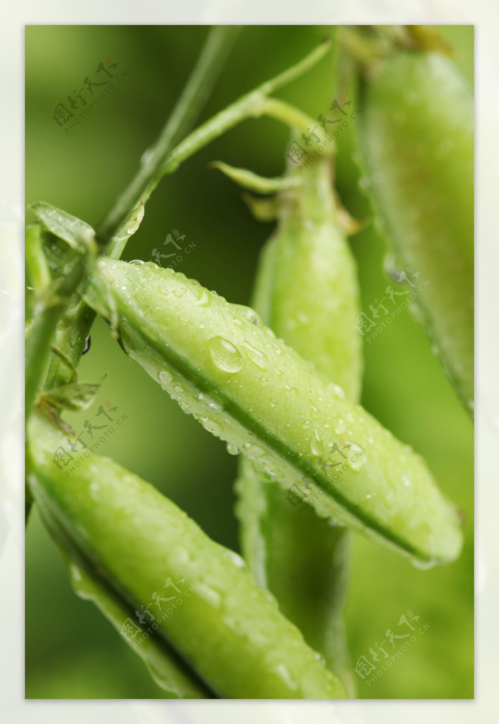 四季豆水珠图片