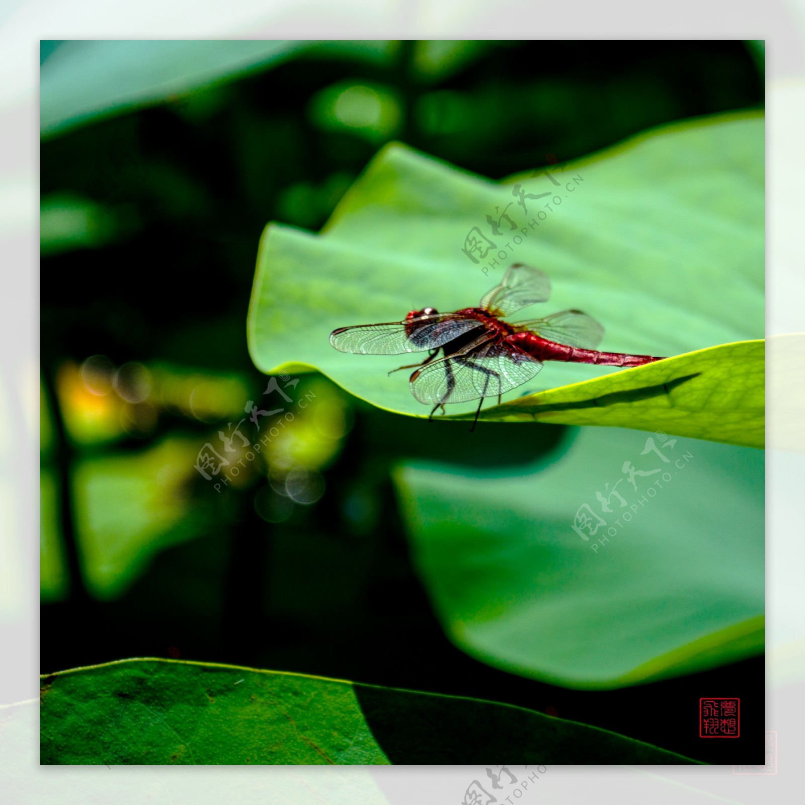 红蜻蜓与荷叶图片