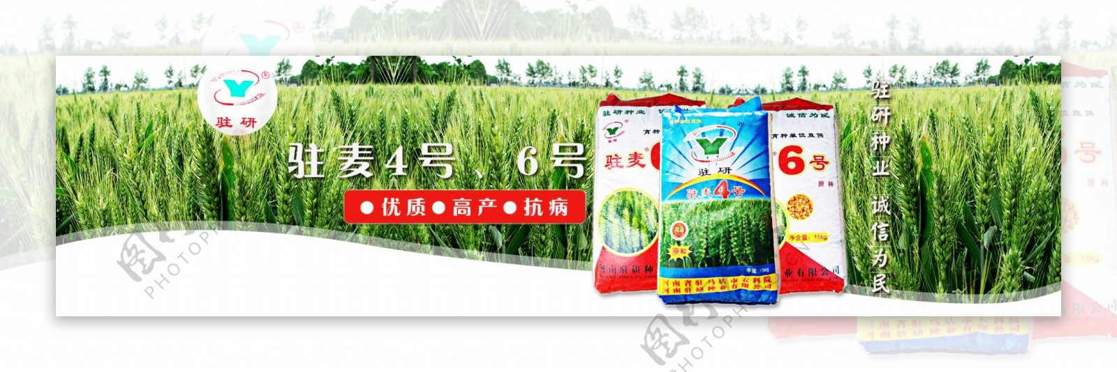 绿色农作物小麦种子海报