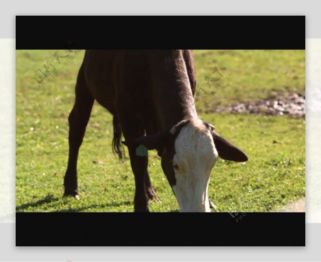 奶牛吃草视频素材素材下载