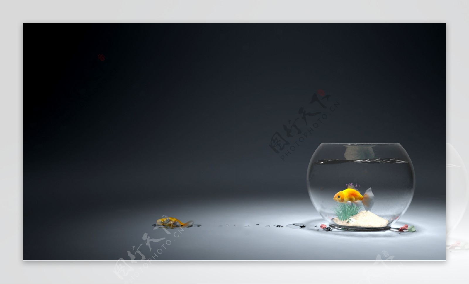 鱼与鱼缸图片