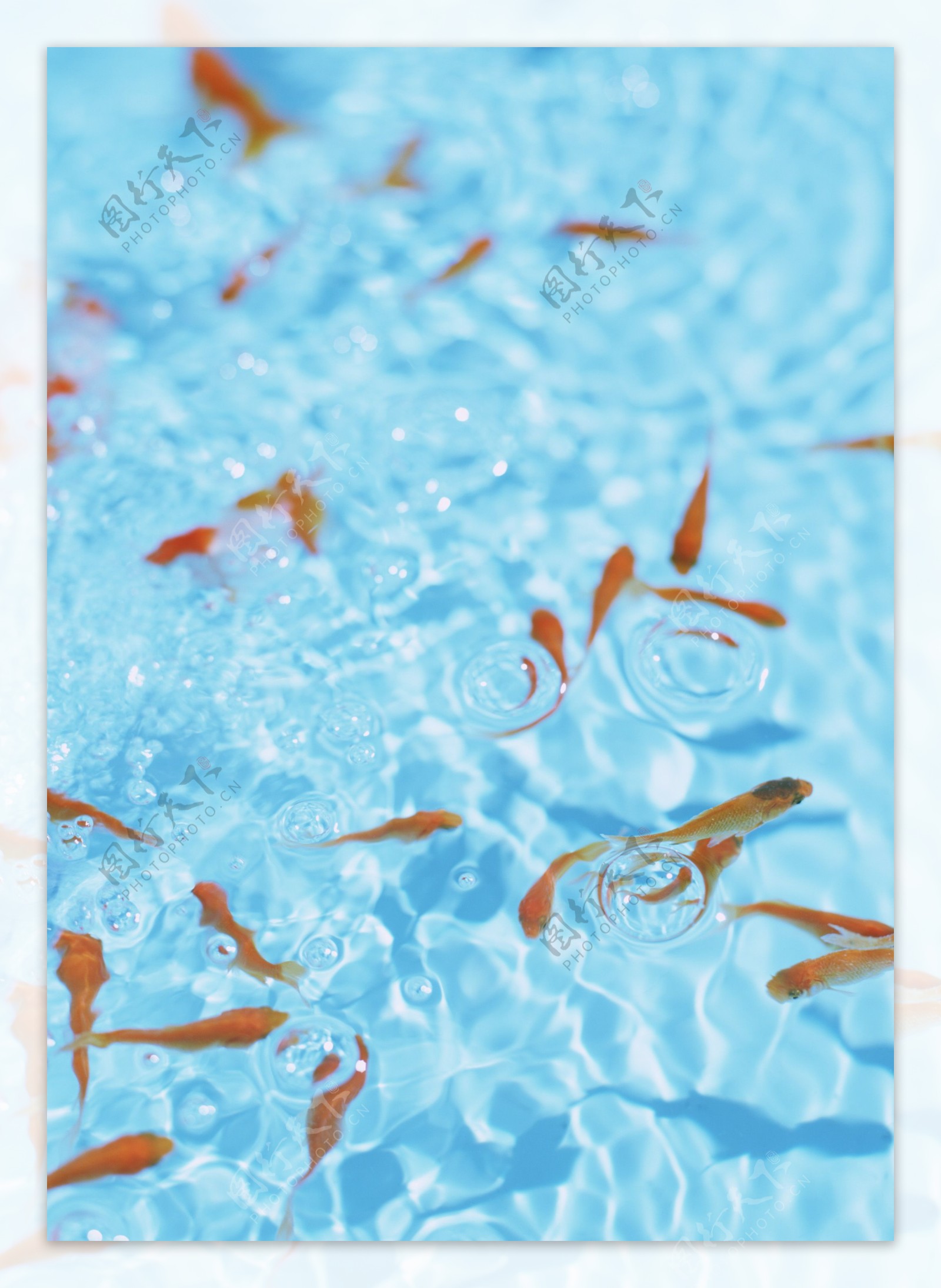水池里的金鱼图片
