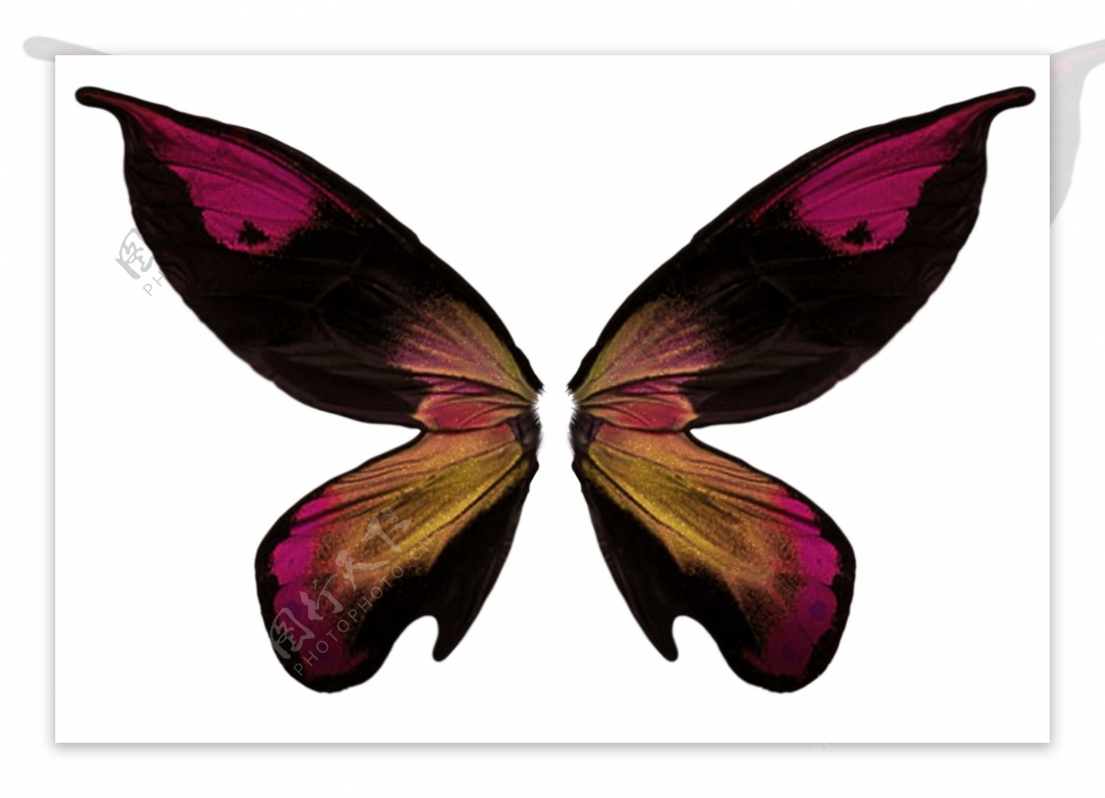 漂亮的蝴蝶翅膀