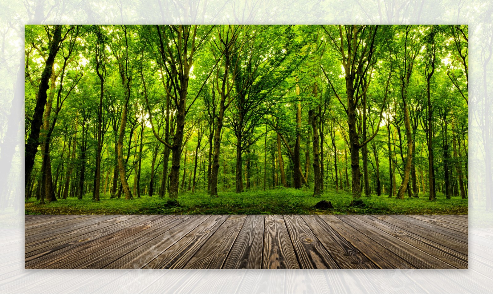 高清木板树林图片