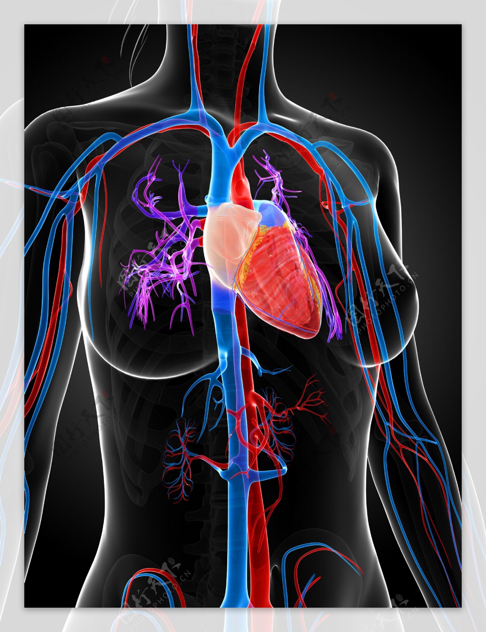 心脏人体器官图片
