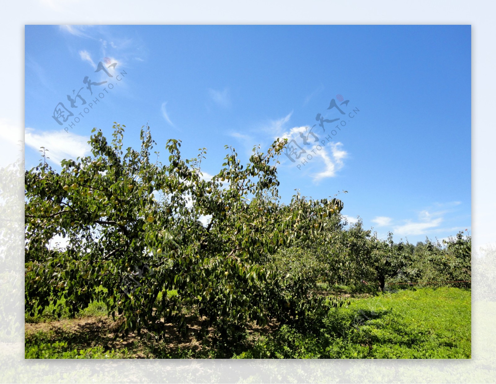 梨树图片