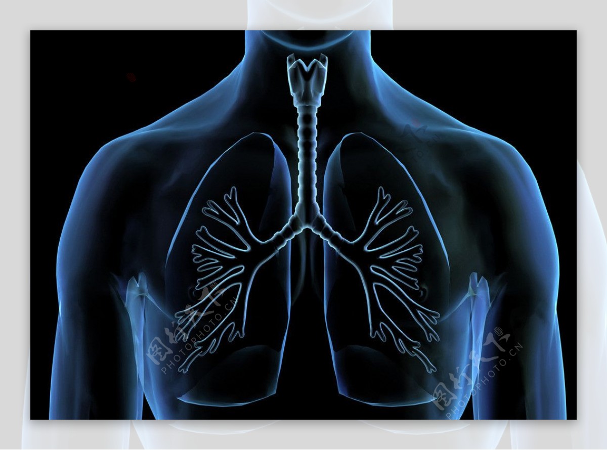 肺部透视图片