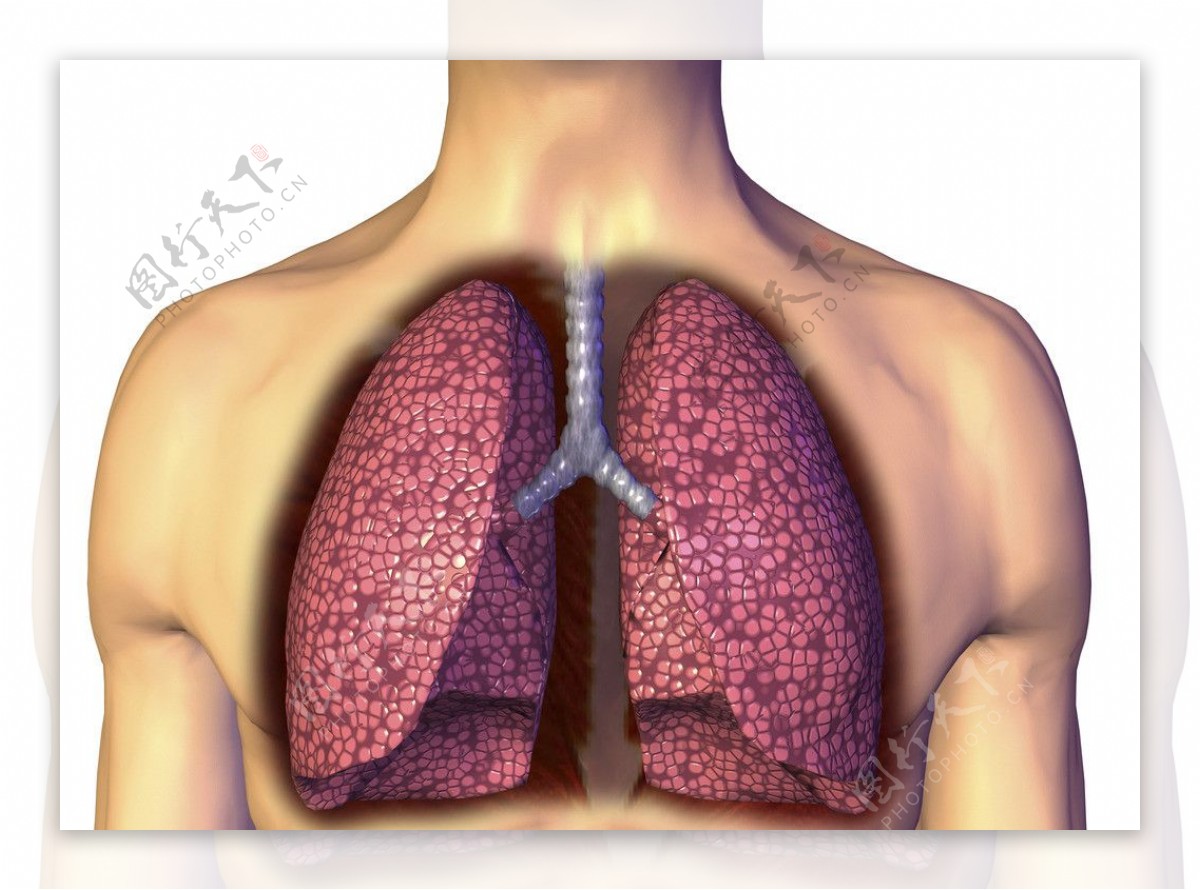 肺部X光透视图图片素材-编号25574711-图行天下