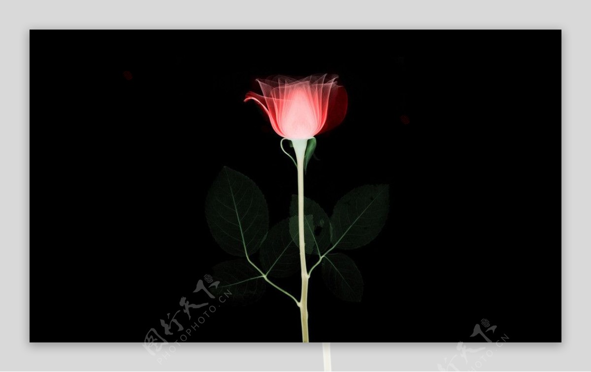 玫瑰花的X光透视图片
