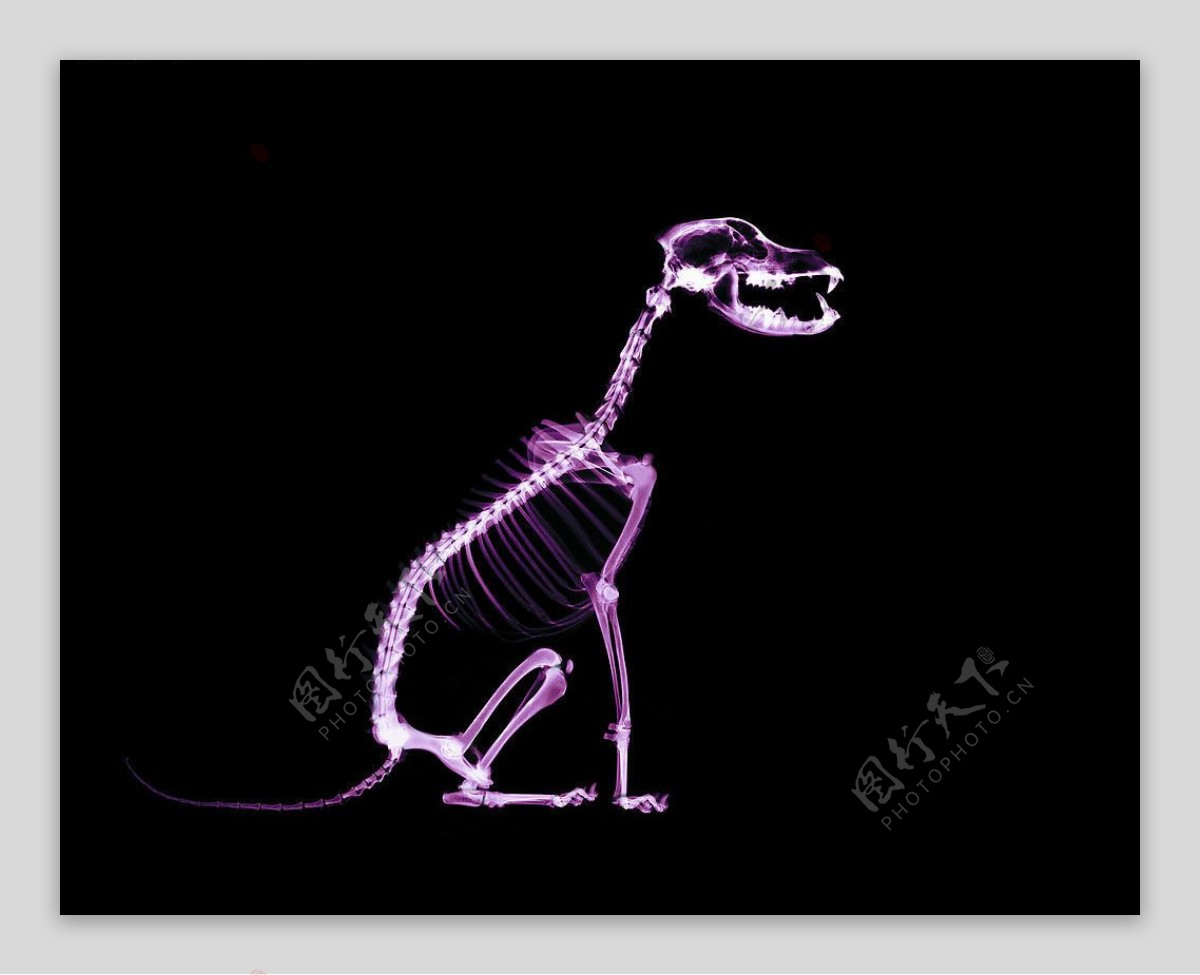 骨骼透视X光科技动物图片