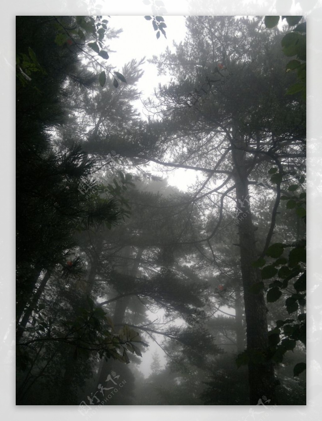 黄山古松树图片