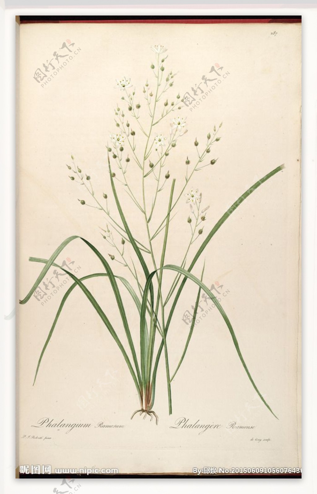 兰花手绘雷杜德植物圣经图片