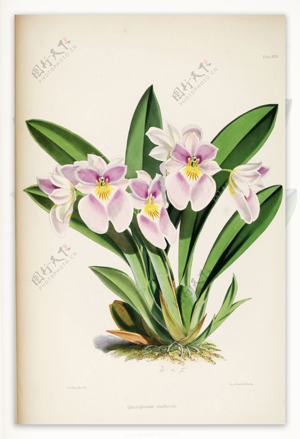 手绘兰花植物图谱花卉图片