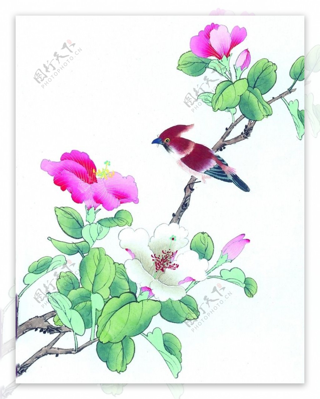 小鸟工笔花卉图片