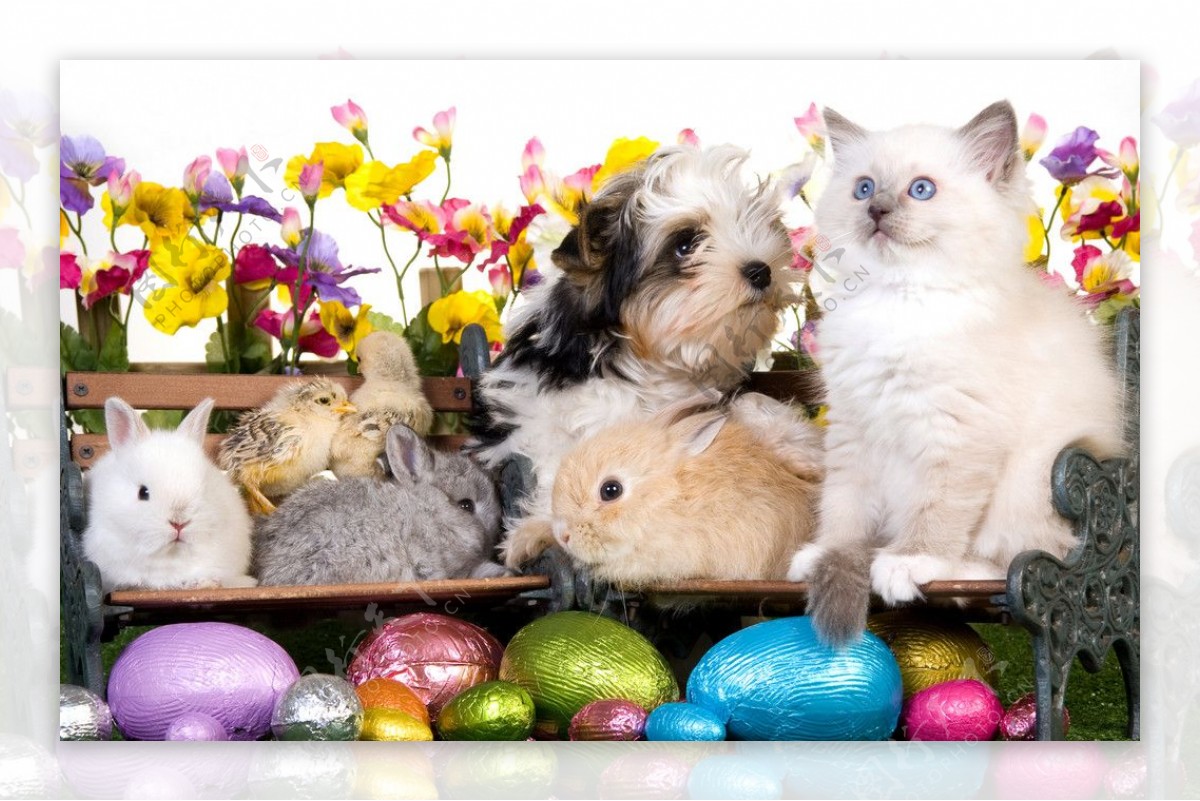 复活节彩蛋鲜花宠物图片