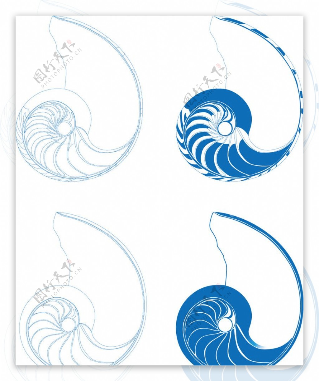 海螺剖面图图片