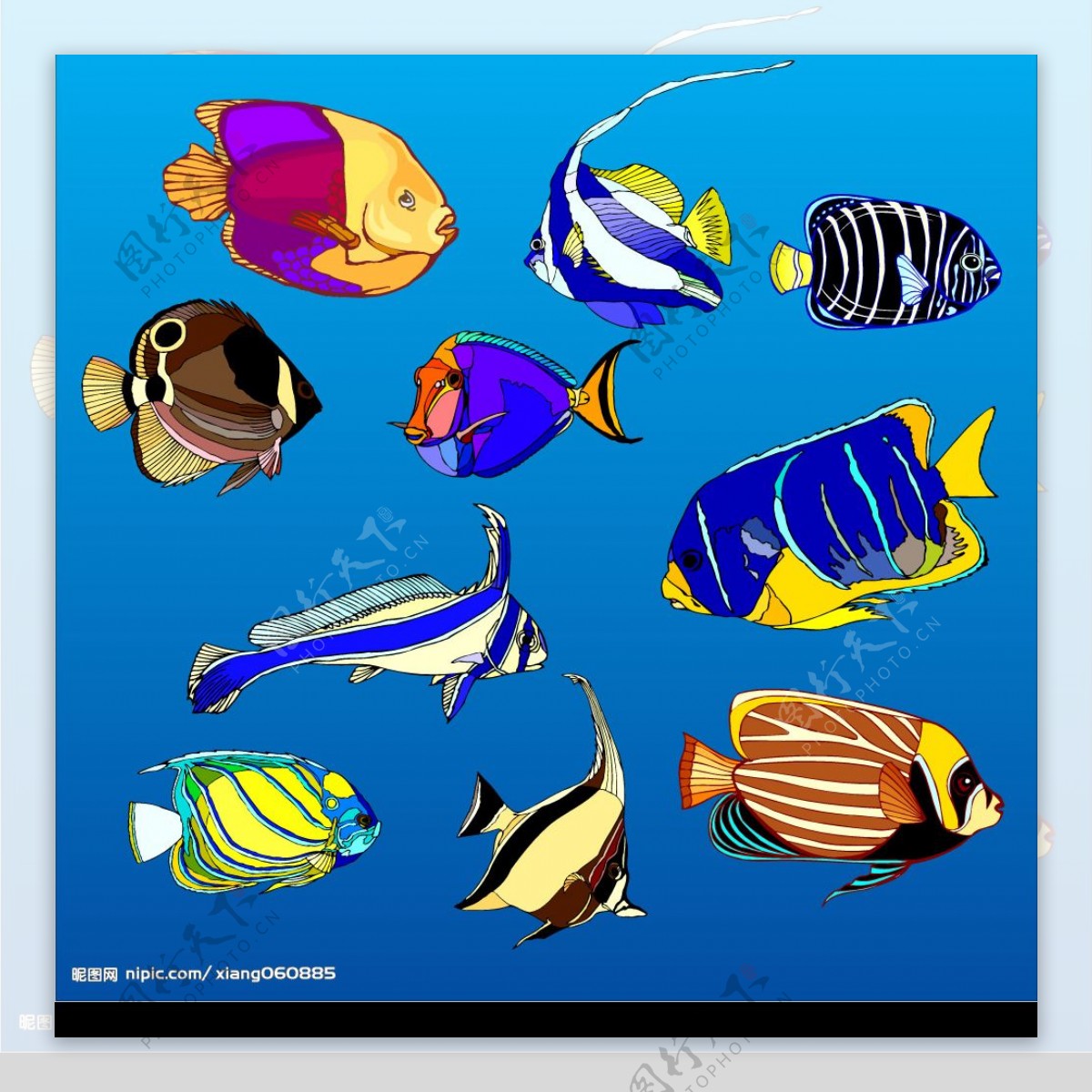 多姿多彩海洋鱼类图片