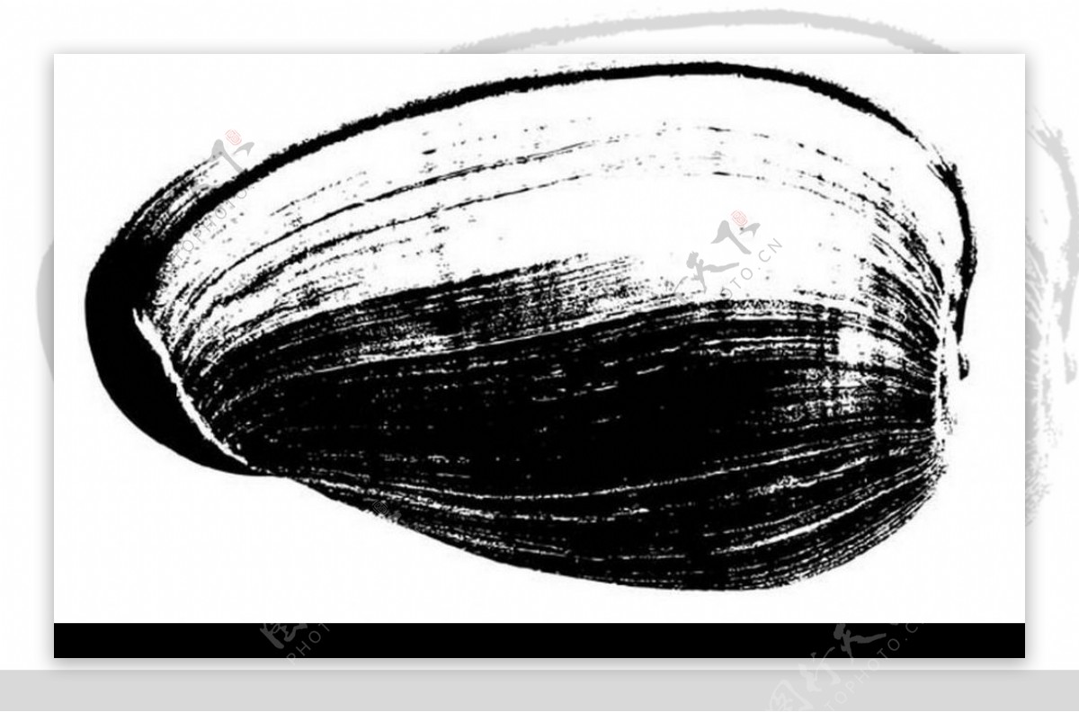 贝壳黑白图图片