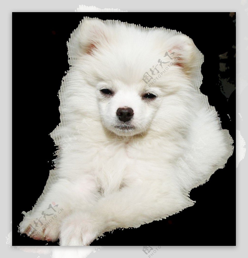 白色博美犬 免费图片 - Public Domain Pictures