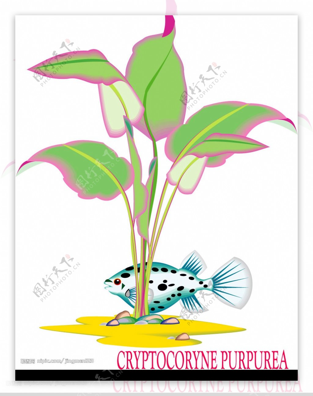 水生植物与鱼2图片