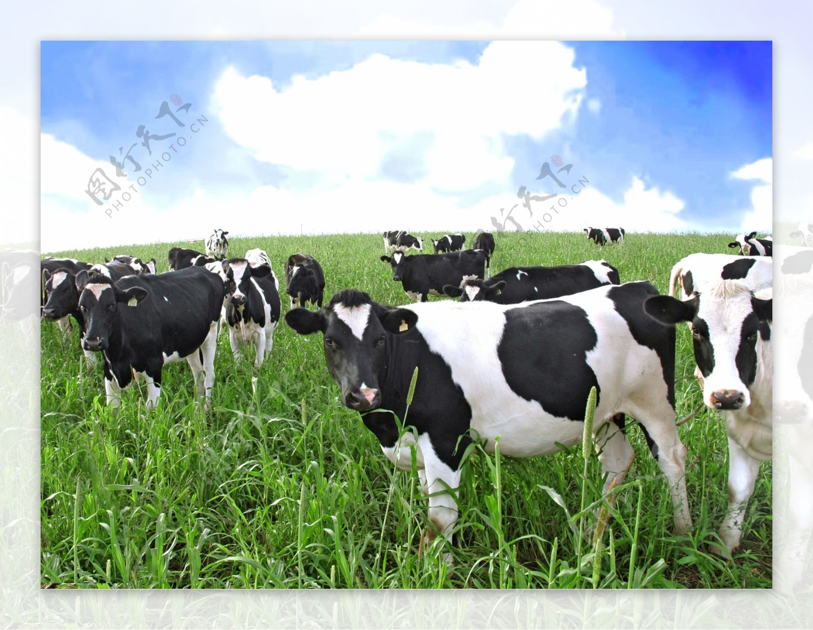 “牛的福利就是人的福利”：奶牛场上员工对“动物福利”的看法_湃客_澎湃新闻-The Paper