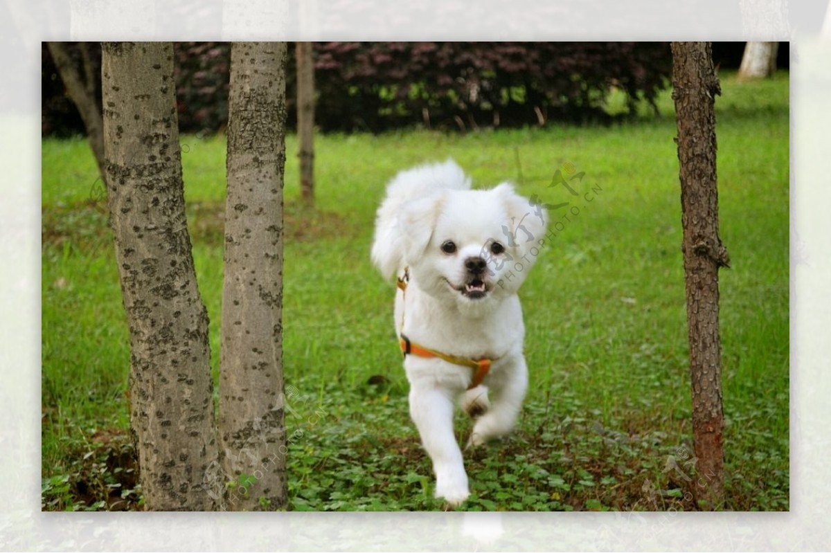 狗奔跑图片