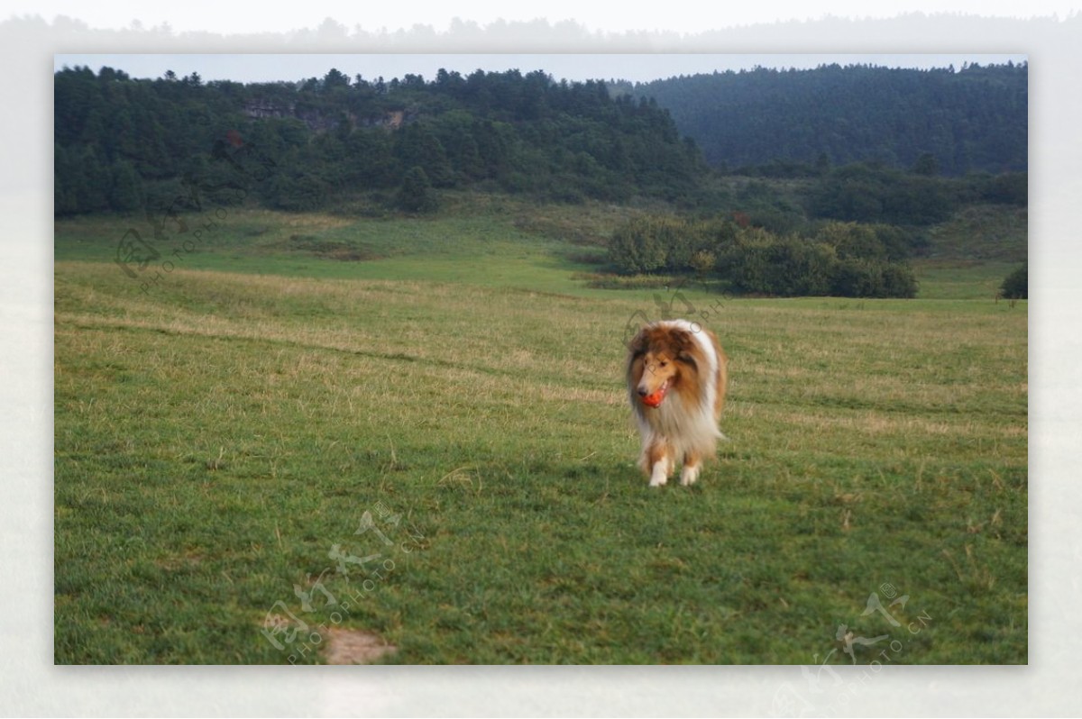 苏格兰牧羊犬图片