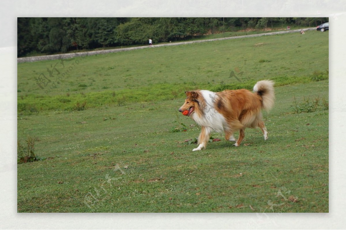 苏格兰牧羊犬图片