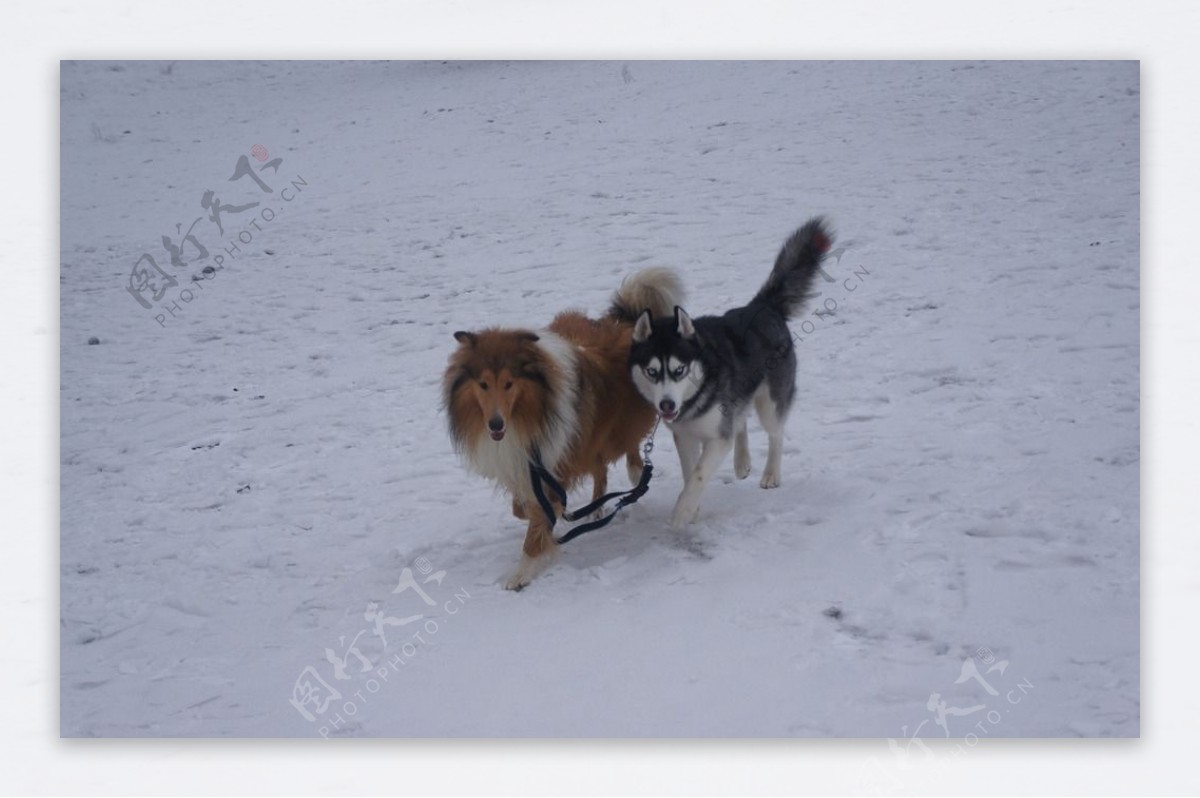 雪地里的狗图片