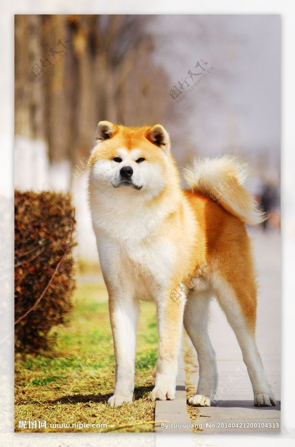 秋田犬图片