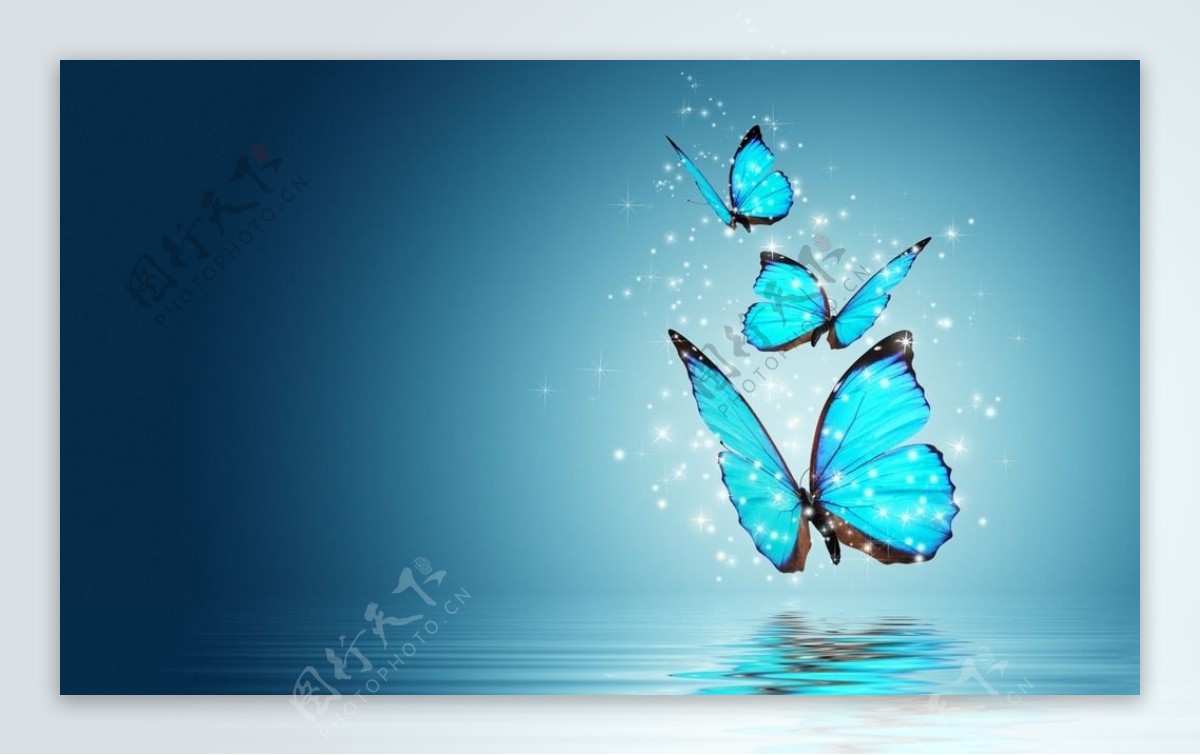 蓝蝴蝶图片
