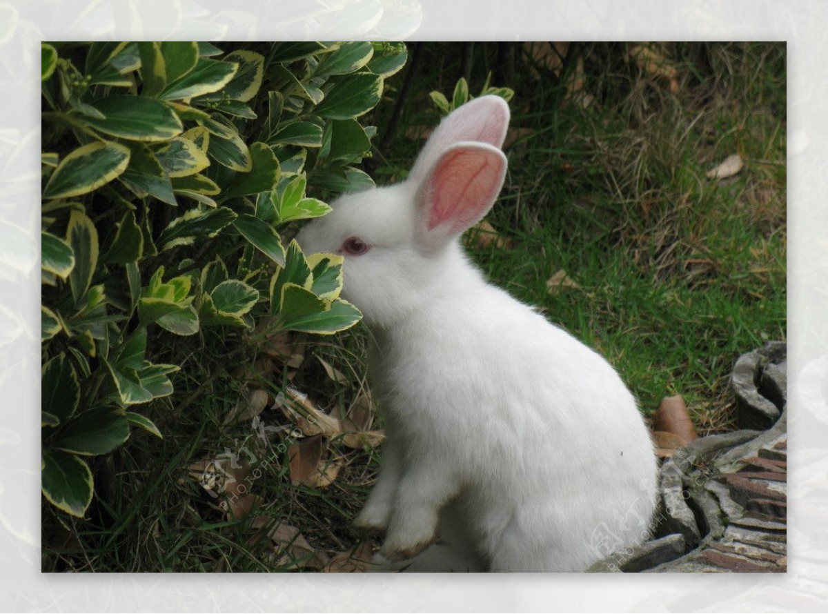 吃草的小兔子图片