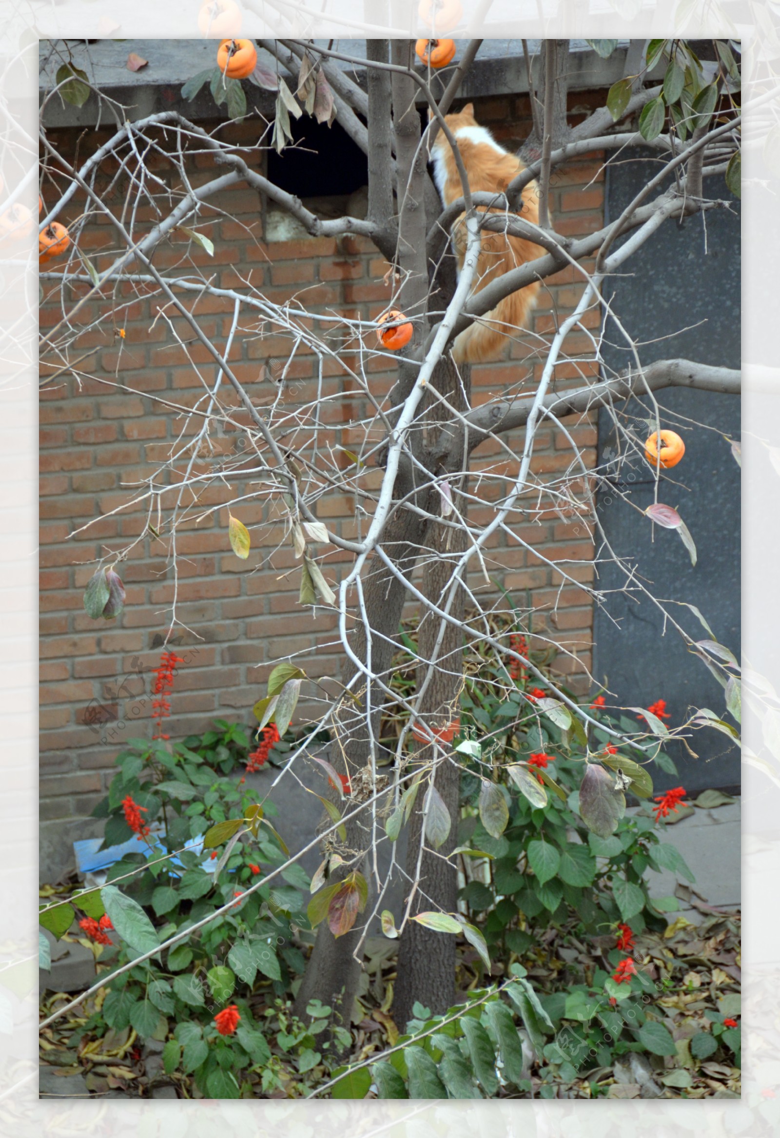 猫柿子树串红图片